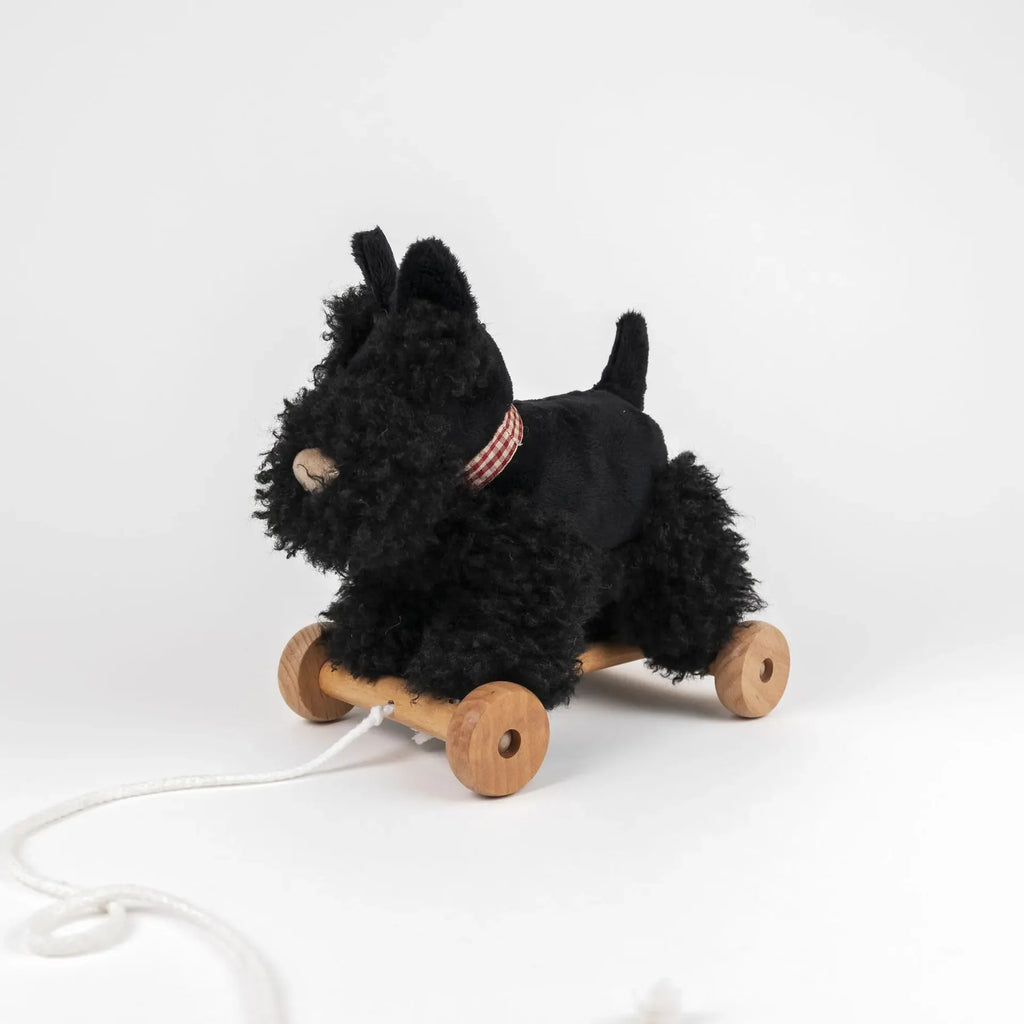 sebastian the scottie