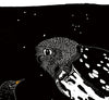 the starling's song