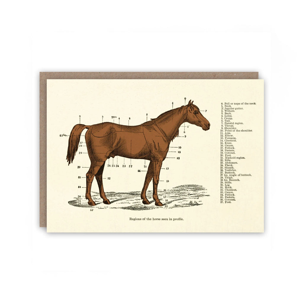 regions of the horse card